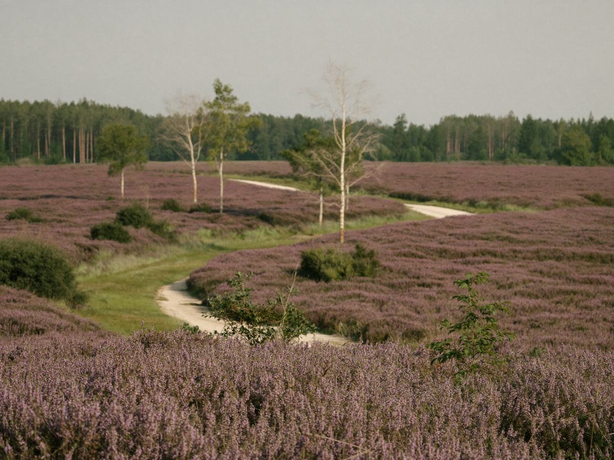 Blühende Heide in der Lüneburger Heide im Spätsommer